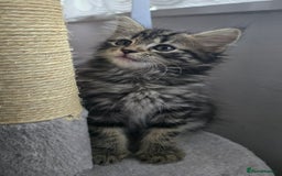 Mixed Breed cats for sale: 5 Kittens for sale - Image 7