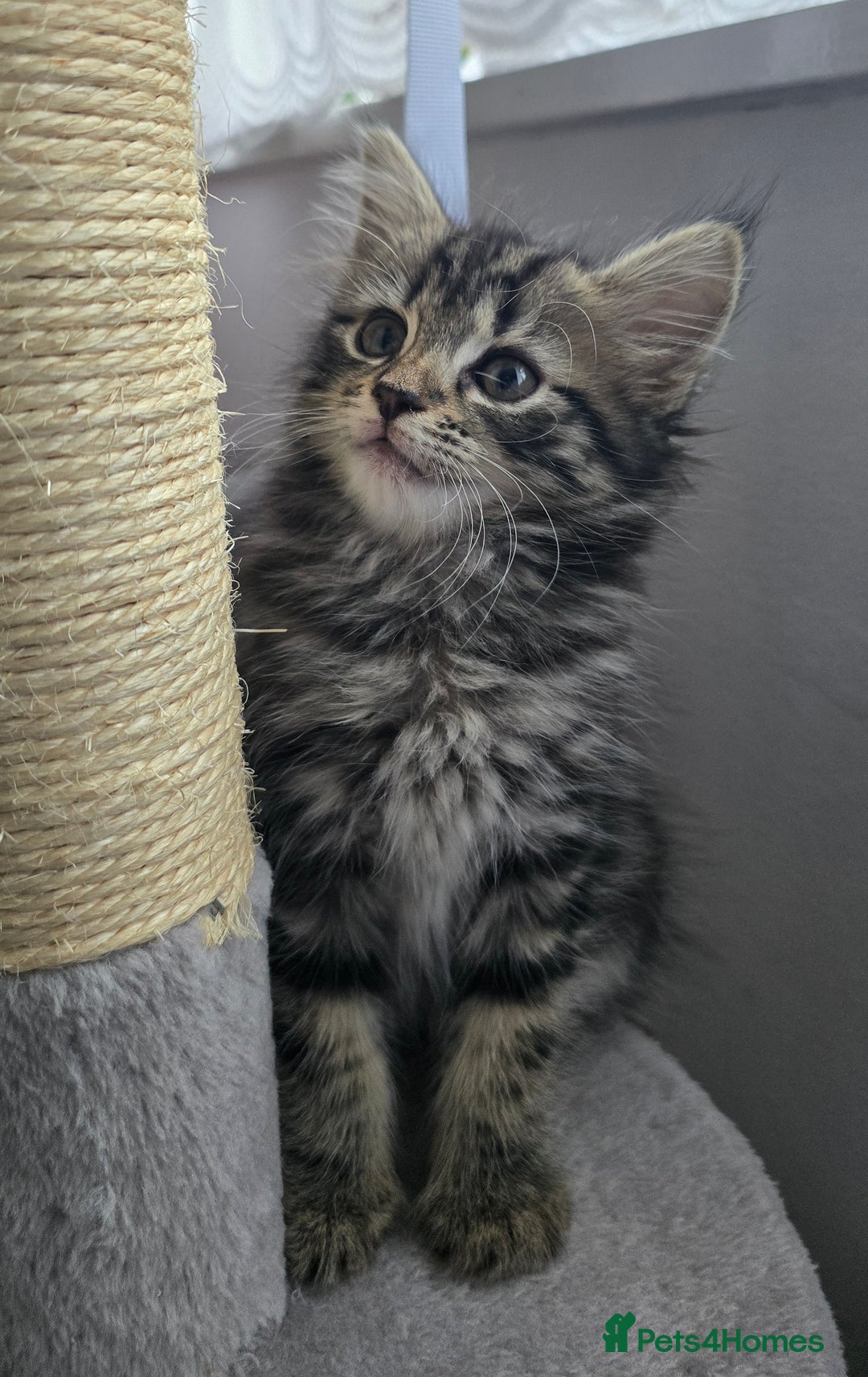 Mixed Breed cats for sale: 5 Kittens for sale - Image 7