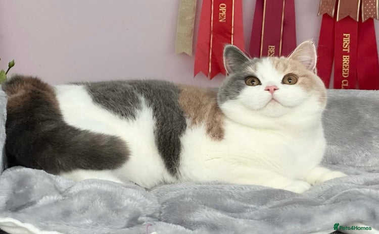 British Shorthair cats - Advert 11