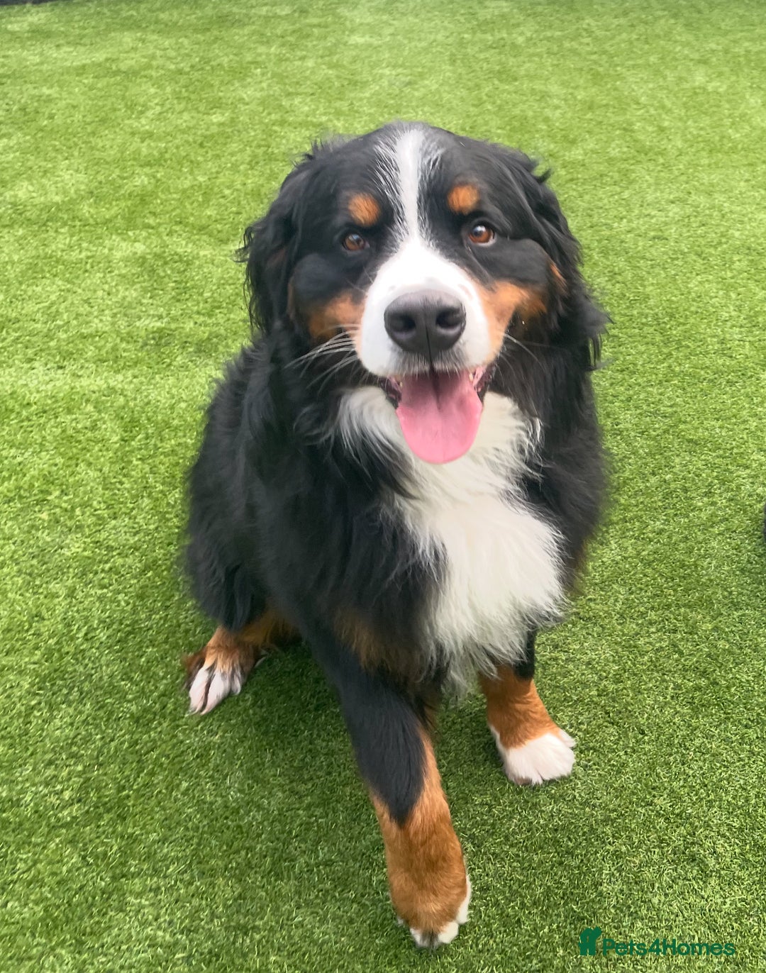 Bernese Mountain Dog dogs for stud: Gorgeous KC Registered Bernese Stud  in Christchurch - Advert 4