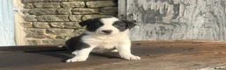 Border Collie dogs for sale: Stunning red / blue / black & white pups - Advert 21
