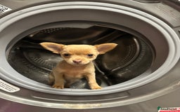 Chihuahua dogs for sale: Last Pup left! Ready for his new home!  - Image 13