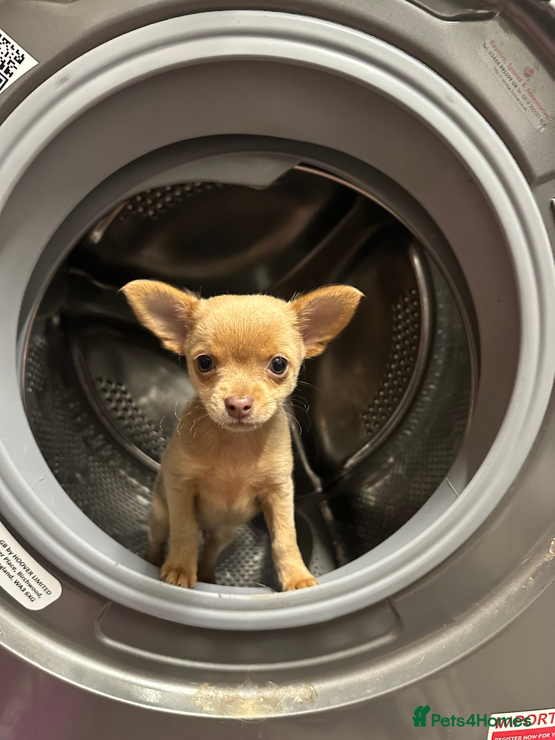 Chihuahua dogs for sale: Last Pup left! Ready for his new home!  - Image 13