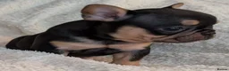 French Bulldog dogs for sale: Beautiful French Bulldogs in Barnsley - Advert 1