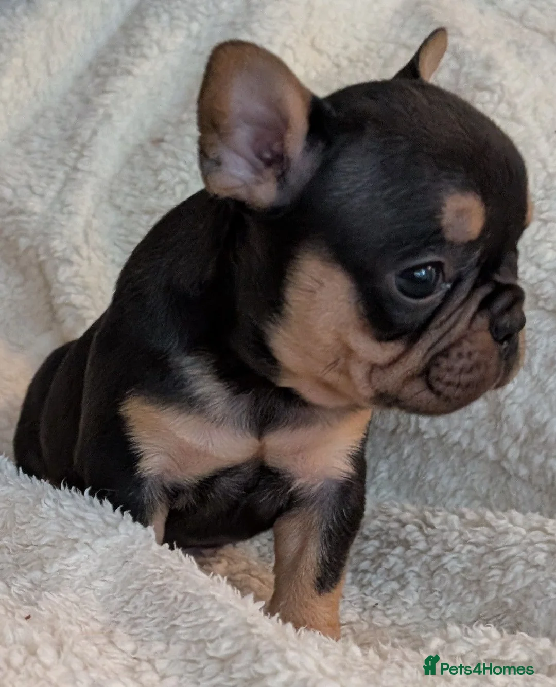 French Bulldog dogs for sale: Beautiful French Bulldogs in Barnsley - Advert 1