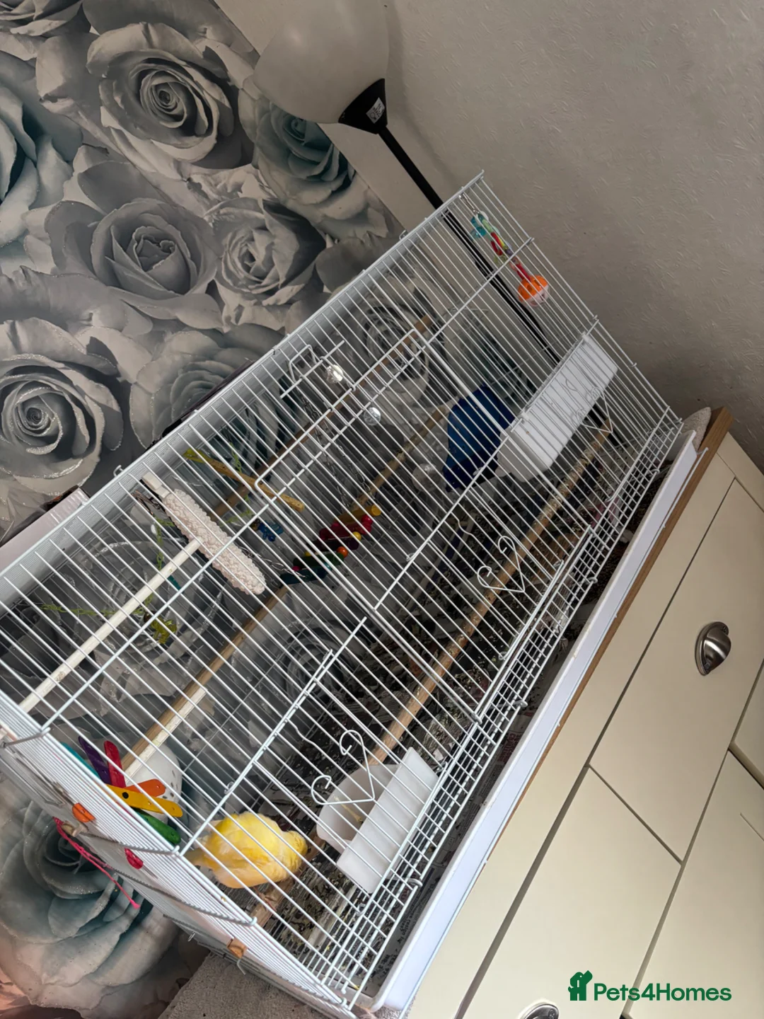 Canaries birds for sale: Female canarie  - Advert 6