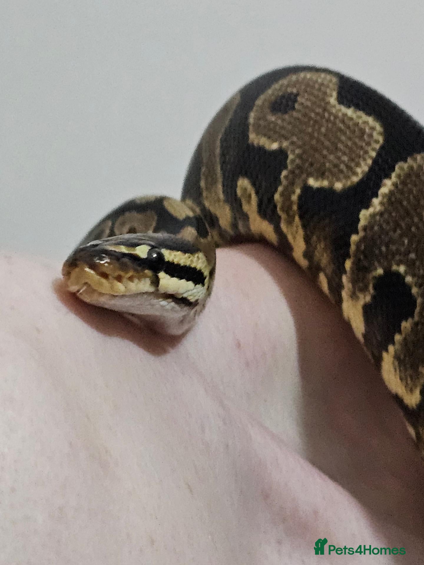 Python Snake reptiles for sale: Proven YB female ball python  - Advert 1