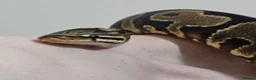Python Snake reptiles for sale: Proven YB female ball python  - Advert 1