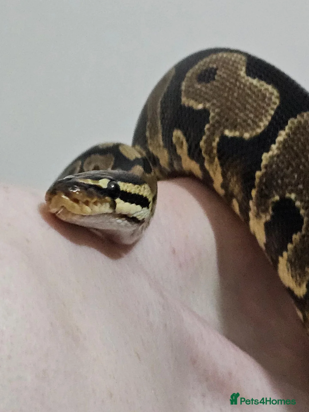 Python Snake reptiles for sale: Proven YB female ball python  - Advert 1