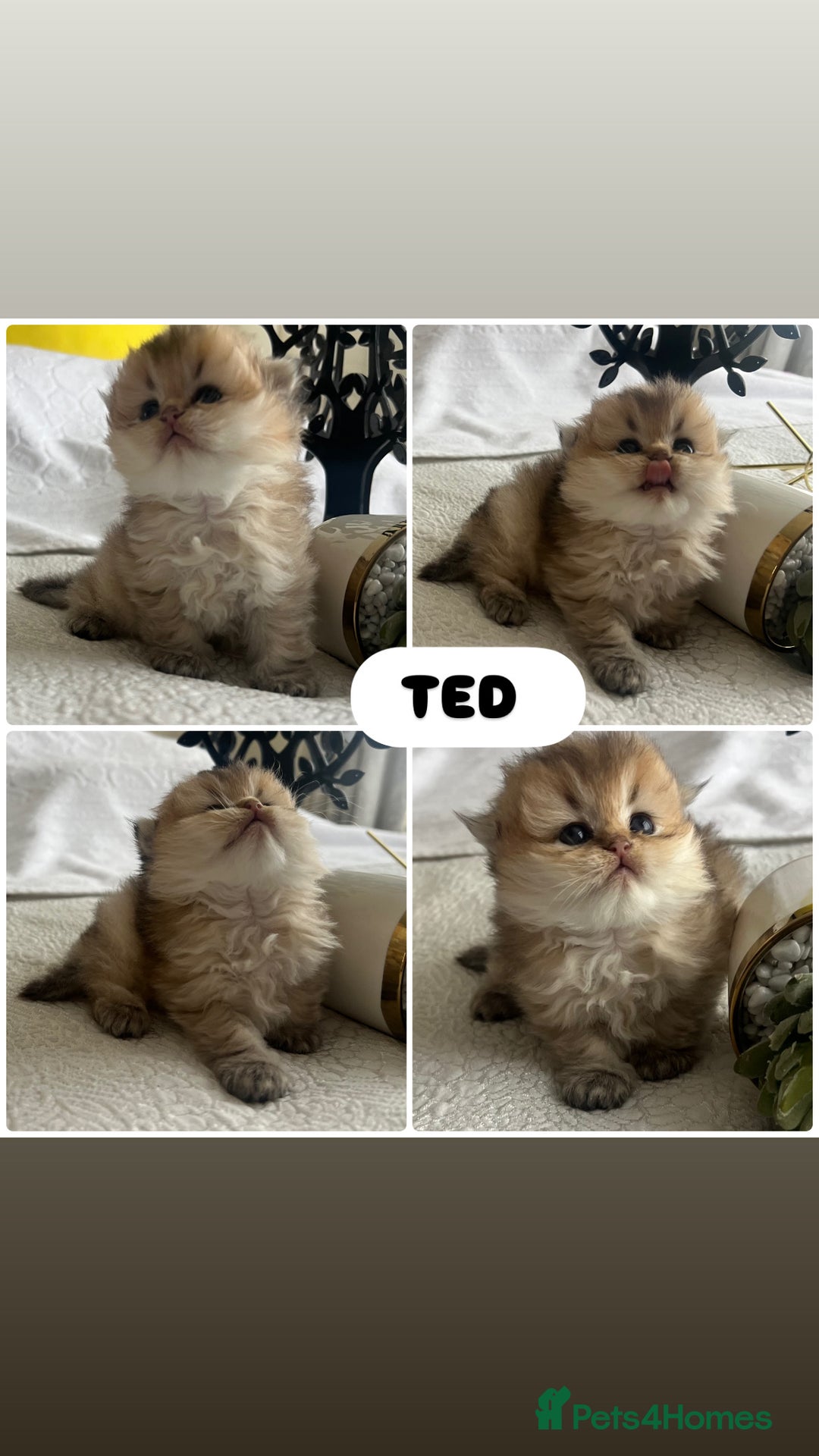 Scottish Fold cats for sale: Pedigree cutest SFLH kittens   - Image 20