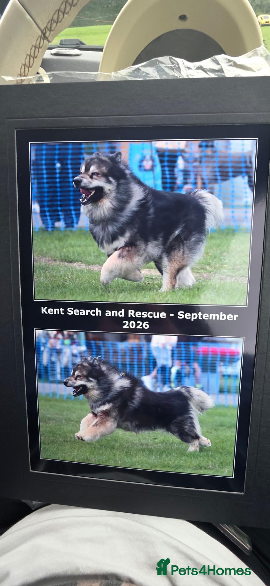 Mixed Breed dogs BUDDY BARTLETT 🐺🐾 - Advert 1