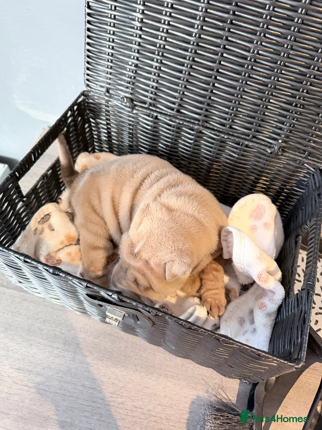 Shar Pei dogs for sale: Shar Pei Dilute puppies  - Advert 15