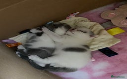 British Shorthair cats for sale: Beautiful kittens direct IGrCh, GrCh & Ch lines - Image 4