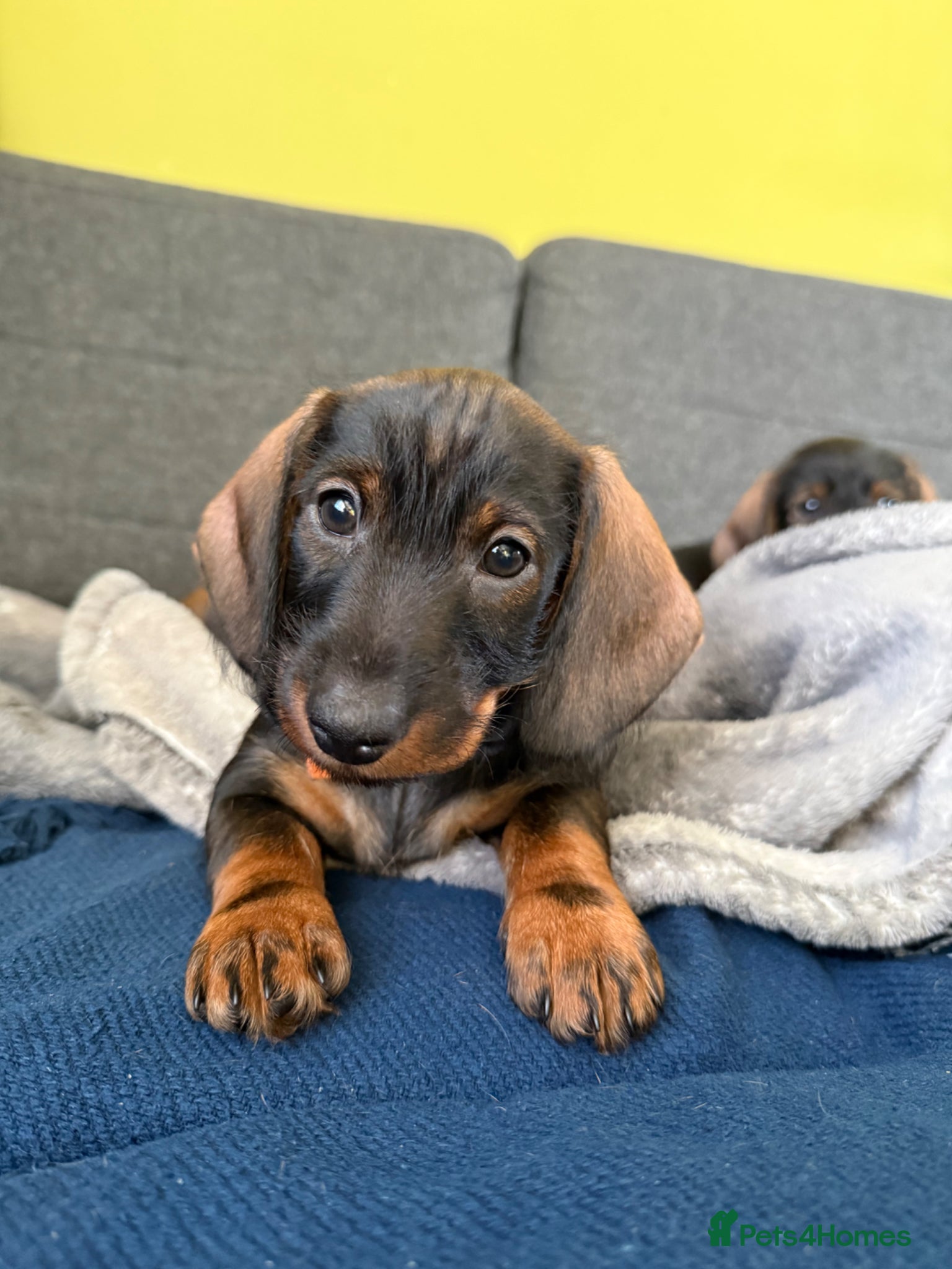 Dachshund dogs Standard Wire Haired Dachshund (1 girl left ) - Advert 21