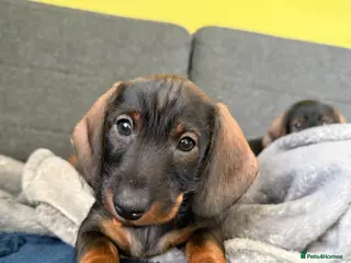 Dachshund dogs Standard Wire Haired Dachshund (1 girl left ) - Advert 21