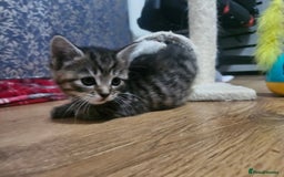 European cats for sale: Female tabby europian shorthair mixed kitten 🏡  - Image 9