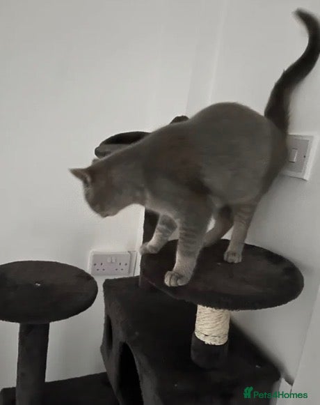 British Shorthair cats British Shorthair  - Advert 1