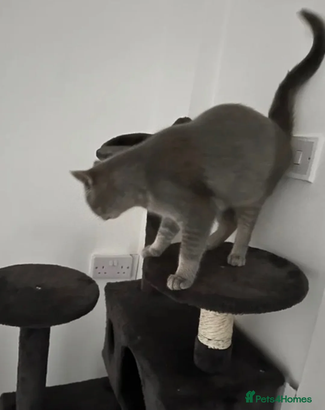 British Shorthair cats for sale: British Shorthair  - Advert 1
