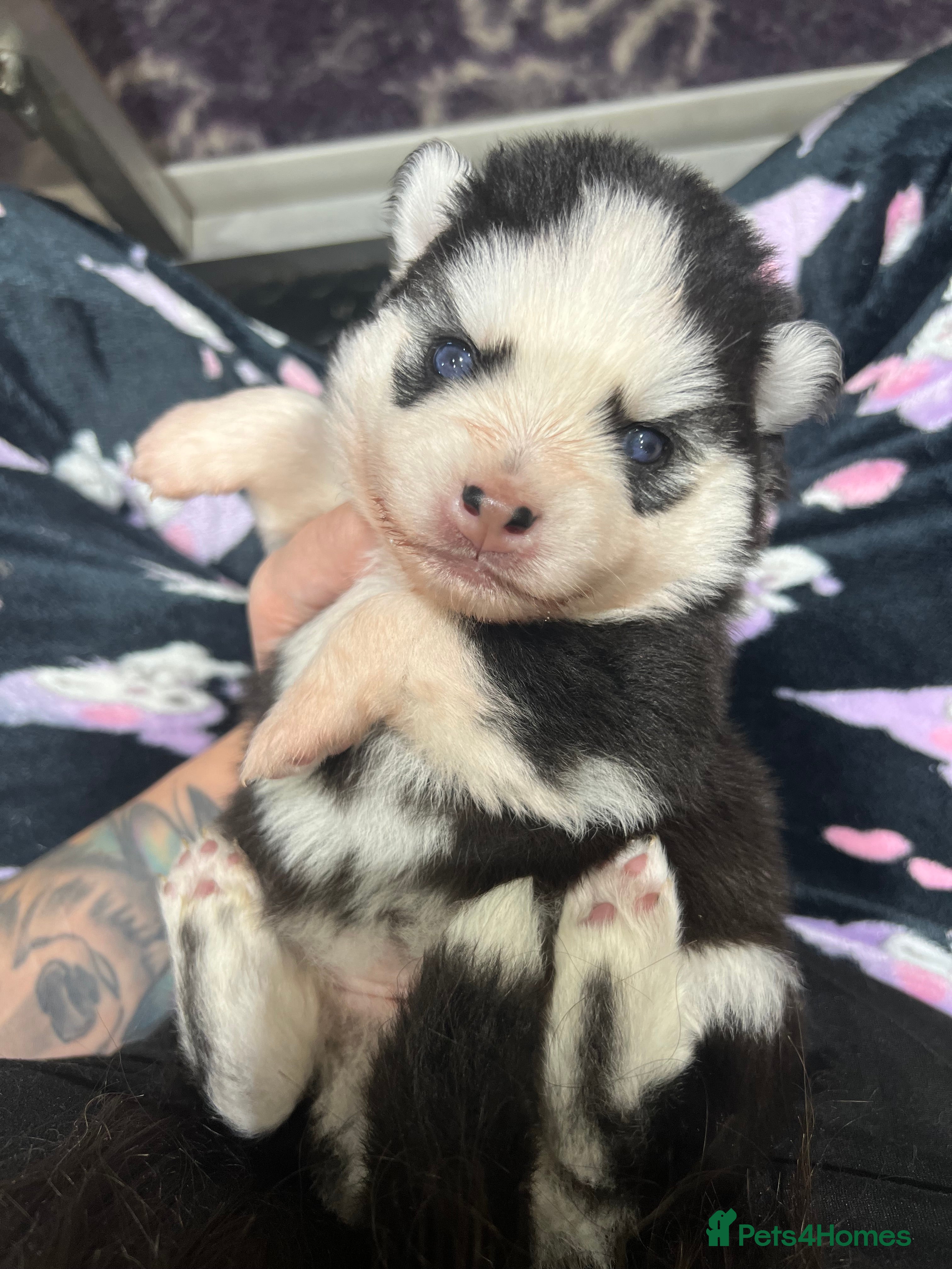 Pomsky dogs F4 Mini Pomskies  - Advert 11