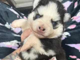 Pomsky dogs F4 Mini Pomskies - Advert 11