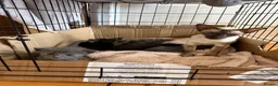 Mixed Breed cats for sale: Half Siamese beautiful kittens  - Advert 3