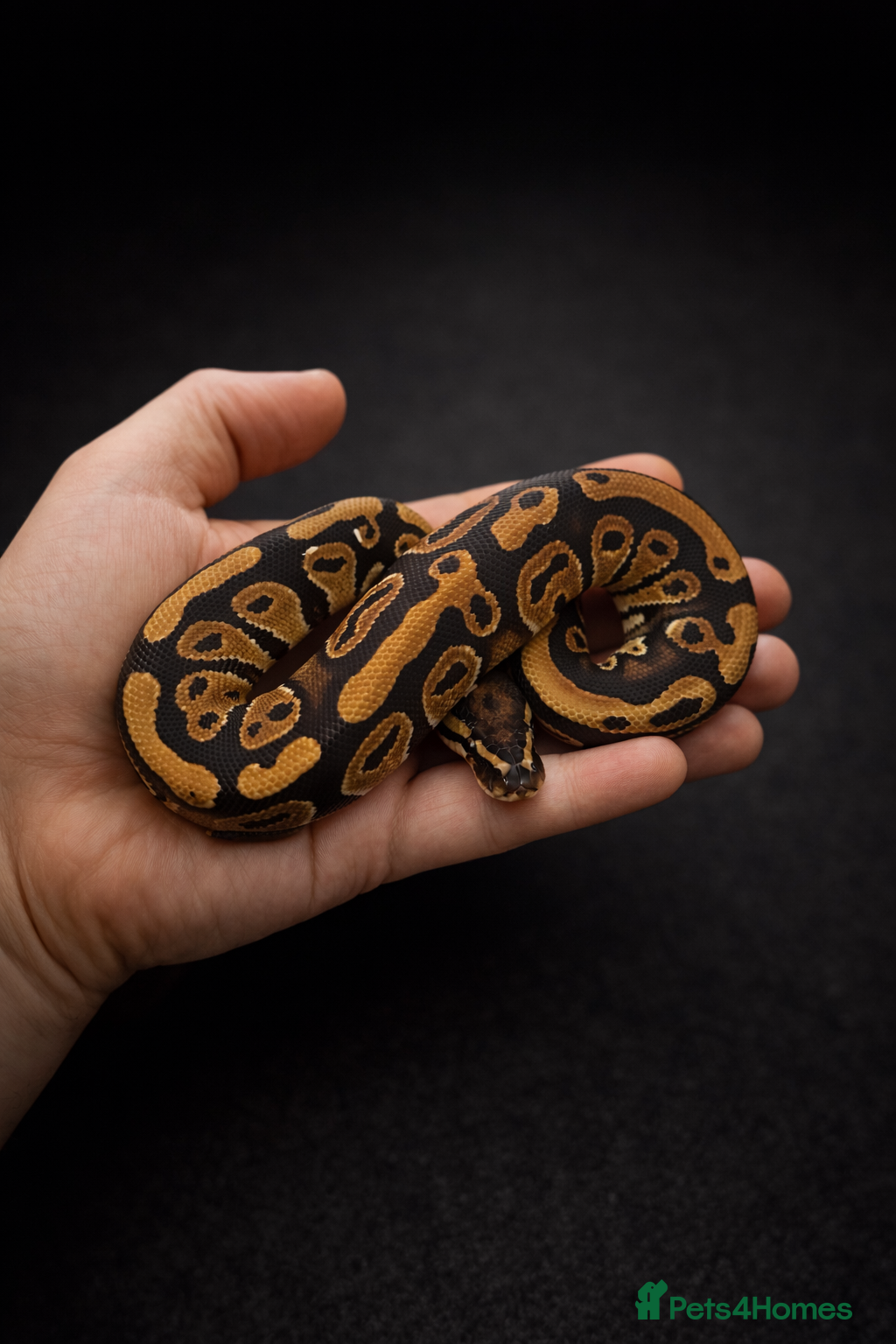 Python Snake reptiles Ball Python Collection ( Reduced ) - Advert 17