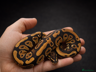 Python Snake reptiles Ball Python Collection ( Reduced ) - Advert 17