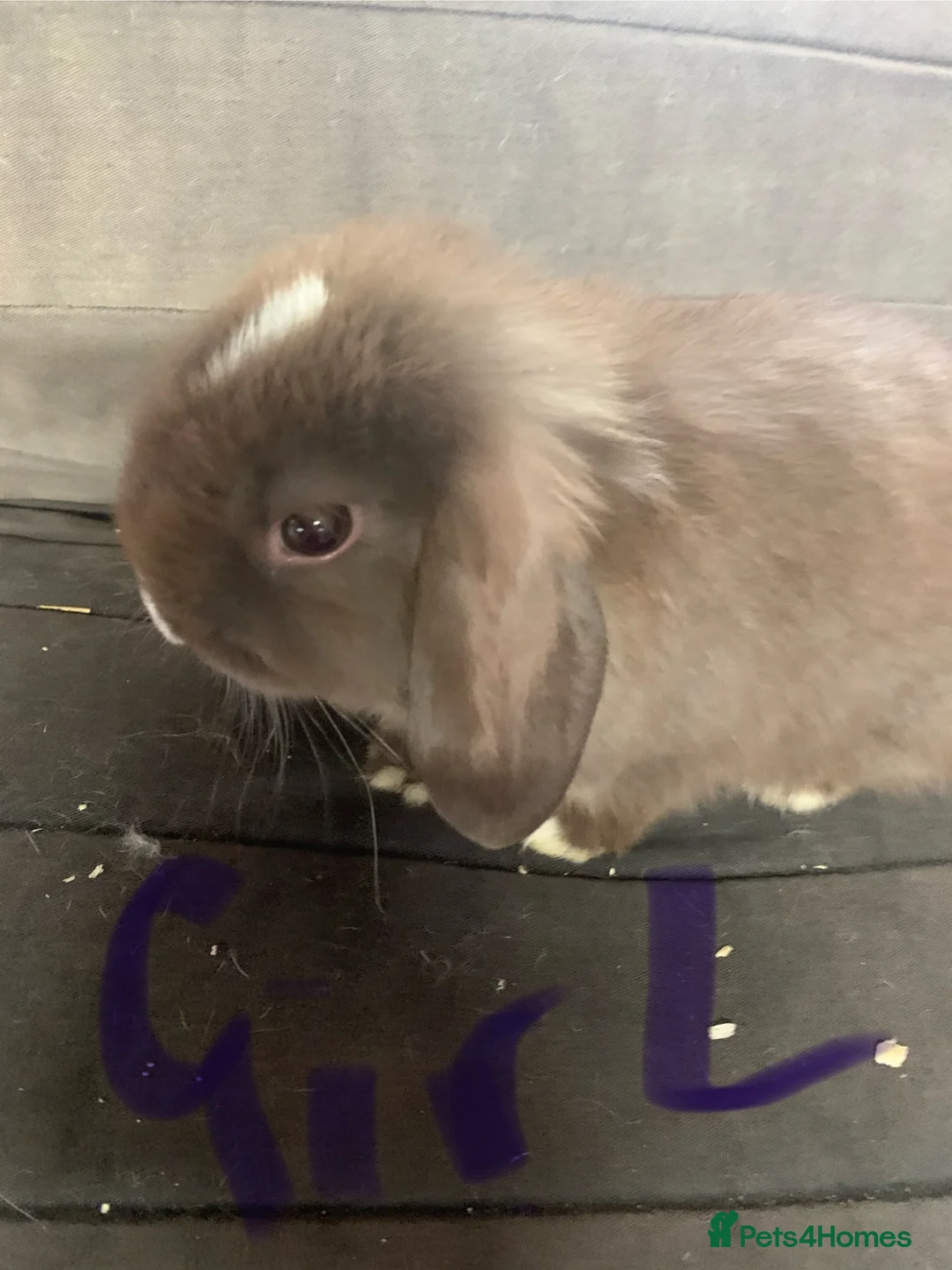 Mini Lop rabbits for sale: Mini lops  - Advert 1
