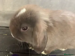 Mini Lop rabbits Mini lops - Advert 1