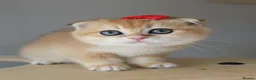 Scottish Fold cats for sale: ⭐️ Top Quality Scottish Fold Kittens ⭐️ - Advert 8