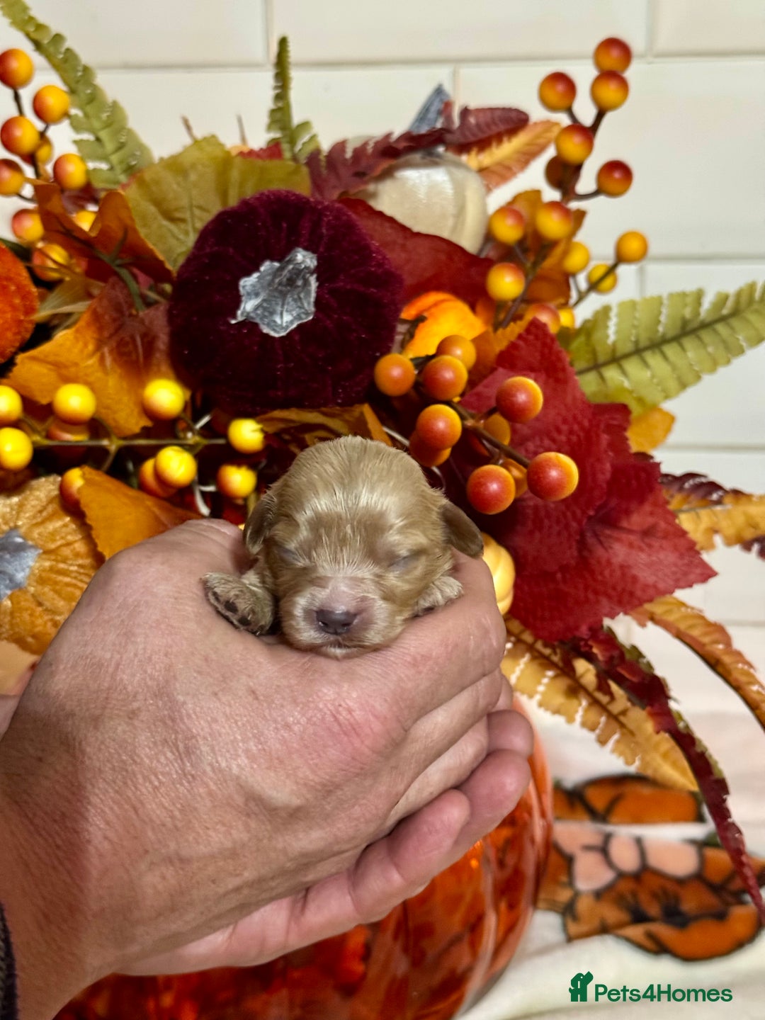 Cavapoo dogs for sale: 4 f1 ruby red Cavapoo babies looking for families  - Image 4