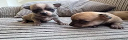 Chihuahua dogs for sale: Chihuahua Puppies - Advert 21
