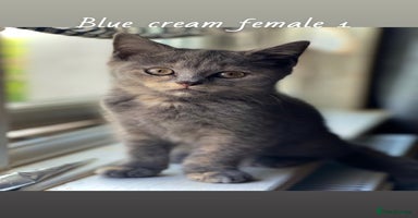 British Shorthair cats - Advert 16