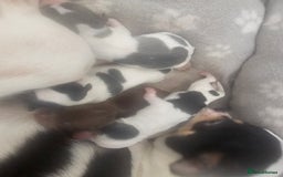 Chihuahua dogs for sale: Chihuahua Puppies Long haired and short - Image 8