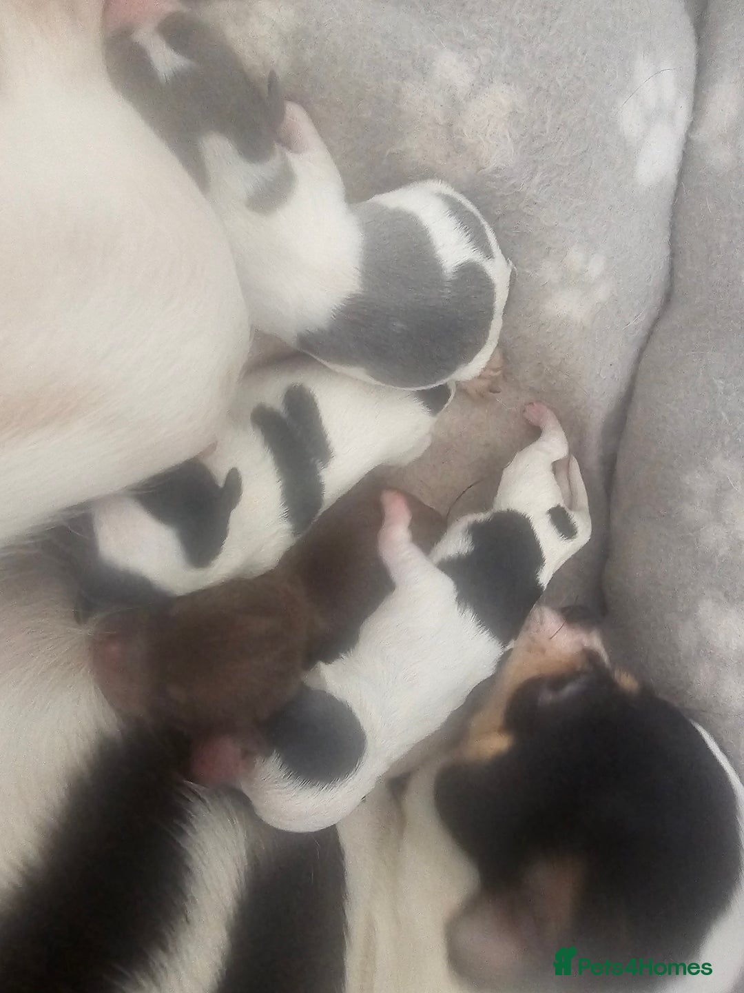 Chihuahua dogs for sale: Chihuahua Puppies Long haired and short - Image 8