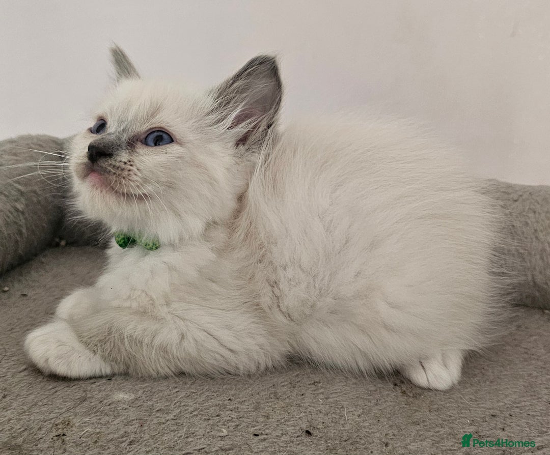 Ragdoll cats for sale: STUNNING GCCF CHAMPION SIRED KITTENS  - Image 20