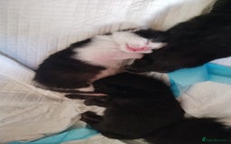 Domestic Shorthair cats for sale: Cute little domestic kittens  - Image 14