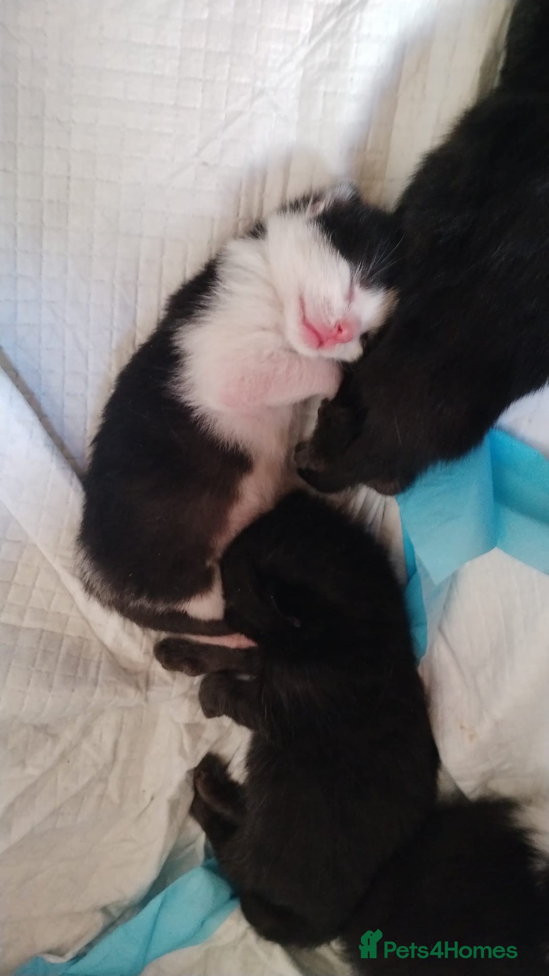 Domestic Shorthair cats for sale: Cute little domestic kittens  - Image 14