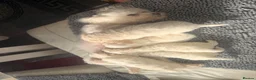 Bichon Frise dogs for sale: Beautiful Bichon Frise Puppies in Luton - Advert 19