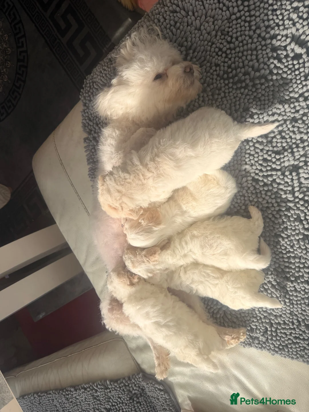 Bichon Frise dogs for sale: Beautiful Bichon Frise Puppies in Luton - Advert 19
