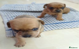 Mixed Breed dogs for sale: Pug x dachshund  ( Daug?) - Image 11