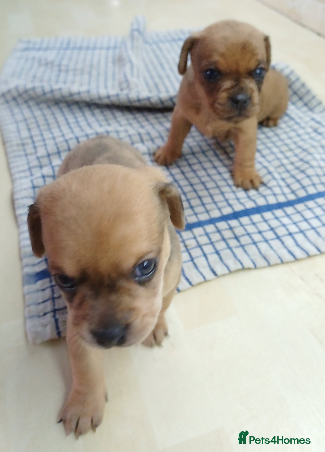 Mixed Breed dogs for sale: Pug x dachshund  ( Daug?) - Image 11