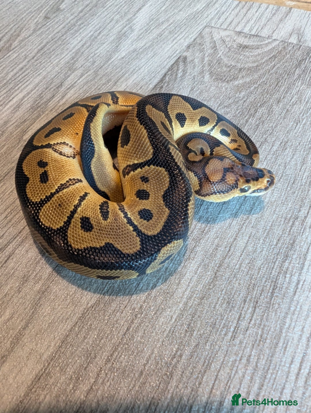 Python Snake reptiles for sale: Royal pythons - Advert 6