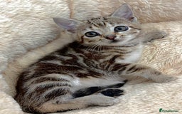 Mixed Breed cats for sale: GORGEOUS KITTENS  - Advert 9