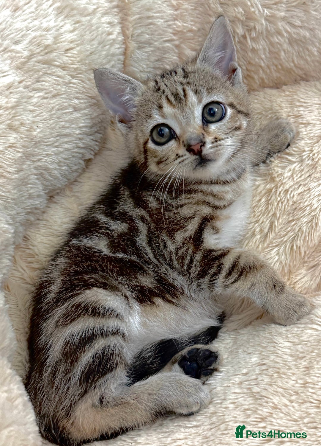 Mixed Breed cats for sale: GORGEOUS KITTENS  - Advert 9