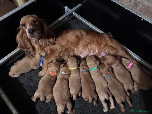 Cocker Spaniel dogs Kc Reg, Health tested Red/Gold Working Cocker pups - Advert 1
