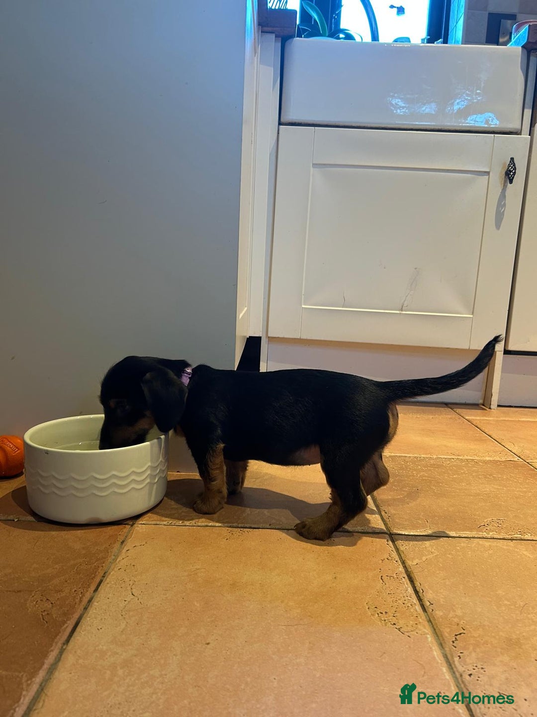 Mixed Breed dogs for sale: Dachshund x Jack russell puppies  - Advert 7