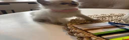 Ragdoll cats for sale: Beautiful girl Ragdolls  - Advert 7