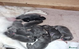 German Shepherd dogs for sale:  kc,health tested straight back german shepherd - Image 7