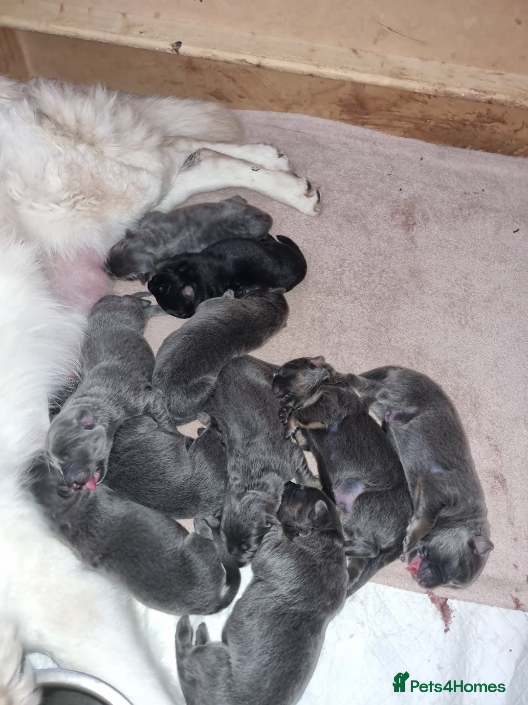 German Shepherd dogs for sale:  kc,health tested straight back german shepherd - Image 7